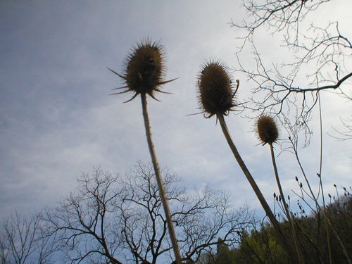 The Fading of the Flowering Grass