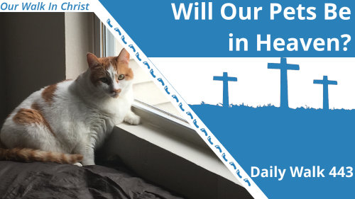 Will Your Pet's Be in Heaven? | Daily Walk 443